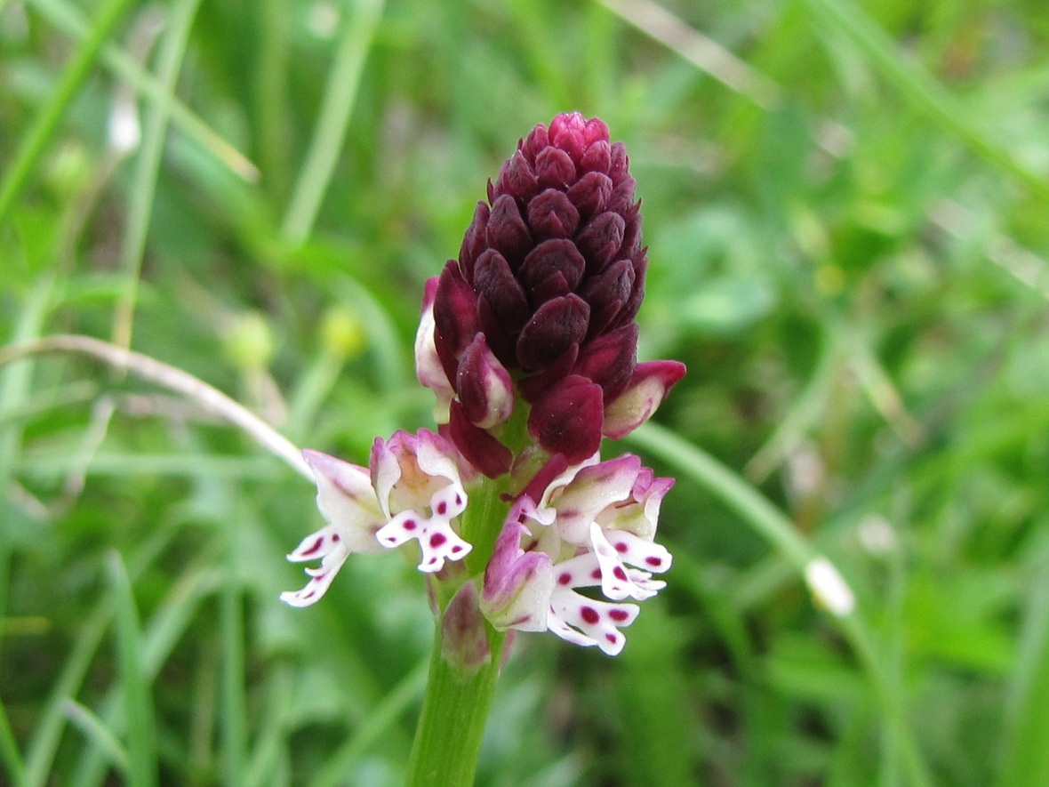 Orchis ustulata